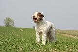LAGOTTO 141